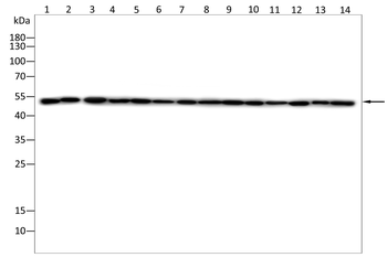 IFNGR1 Antibody