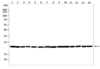 BAX Antibody