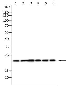BAX Antibody