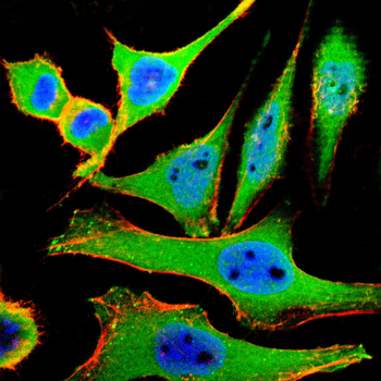 BAX Antibody