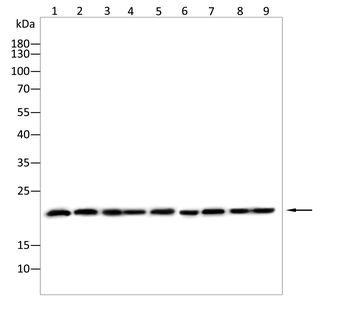 BAX Antibody