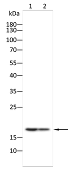 NME1 Antibody