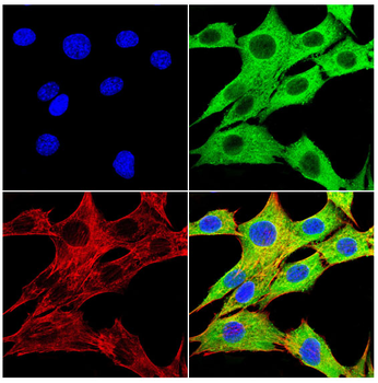 XBP1 Antibody