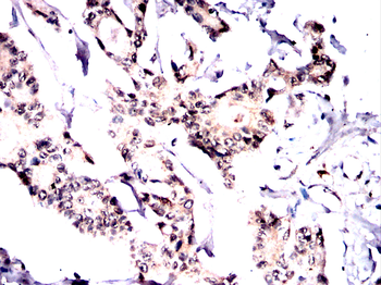 XBP1 Antibody