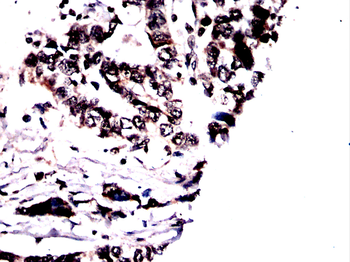 XBP1 Antibody