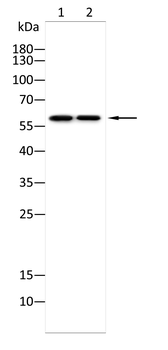 XBP1 Antibody
