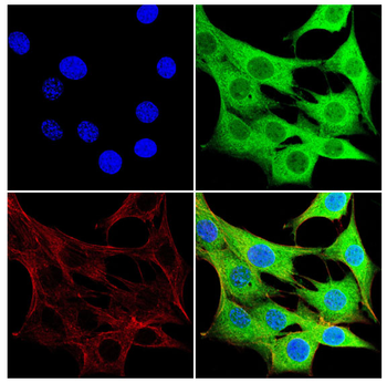 ATG7 Antibody