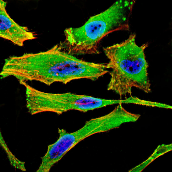 ATG7 Antibody