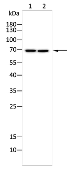 ATG7 Antibody