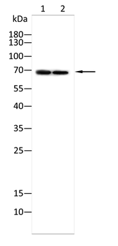 ATG7 Antibody