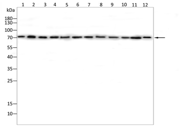 SYK Antibody
