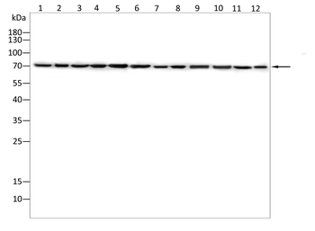 SYK Antibody