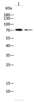 SYK Antibody