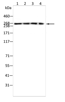 ACACA Antibody