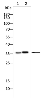 SPON2 Antibody