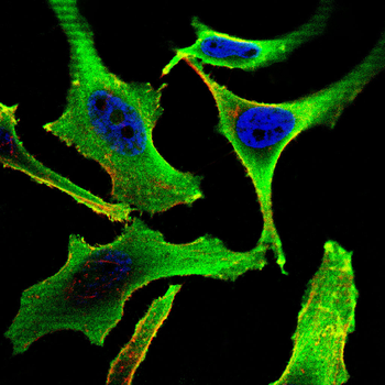 SPON2 Antibody