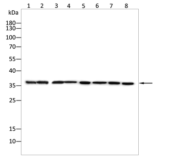 SPON2 Antibody