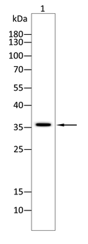 SPON2 Antibody