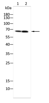 SLC6A1 Antibody