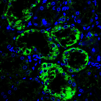 STX17 Antibody
