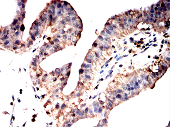 STX17 Antibody