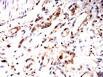 STX17 Antibody