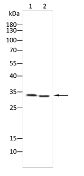 STX17 Antibody