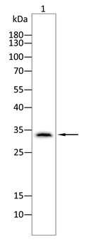 STX17 Antibody