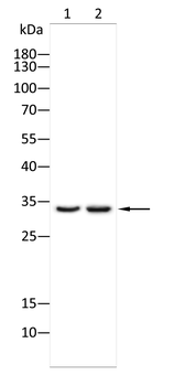 STX17 Antibody