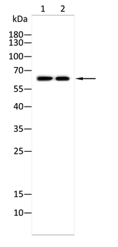 PAK1 Antibody