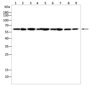 PAK1 Antibody