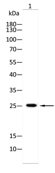 ASCL1 Antibody