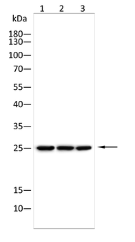 ASCL1 Antibody