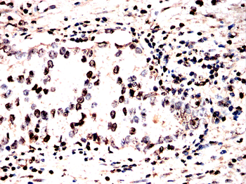 NFATC1 Antibody