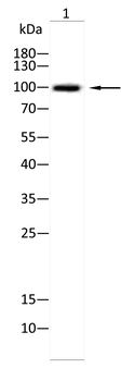 NFATC1 Antibody