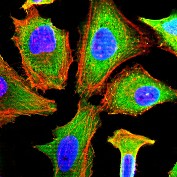 NFATC1 Antibody