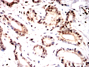 NFATC1 Antibody