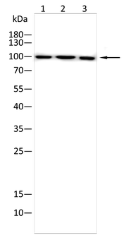 NFATC1 Antibody