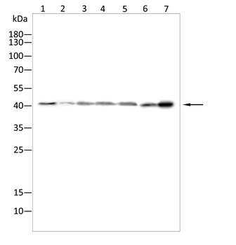 MAPK14 Antibody