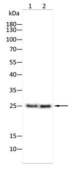 SNCA Antibody