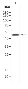 NF kB P50 antibody