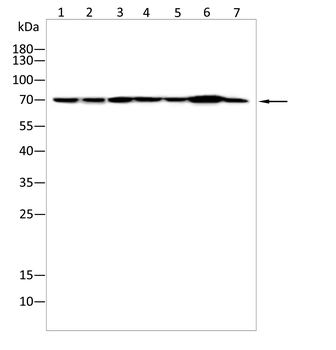 ALB Antibody