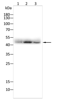 AURKA Antibody