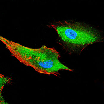 PRKAB2 Antibody