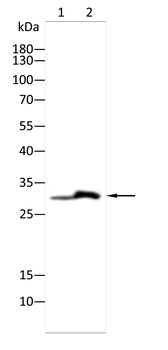PRKAB2 Antibody