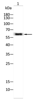 HSPD1 Antibody