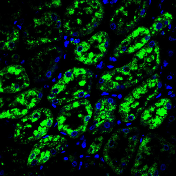 SRC Antibody
