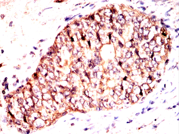 SRC Antibody