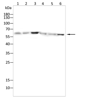 SRC Antibody