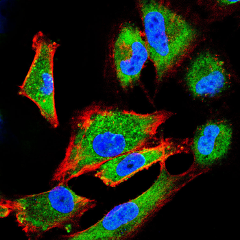 PPARG Antibody